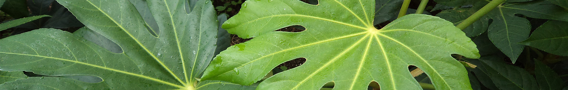 Aralia (Fatsia japonica)