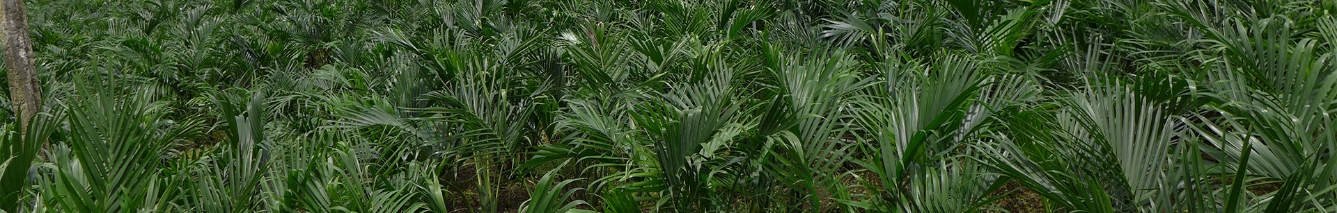 Catpalm